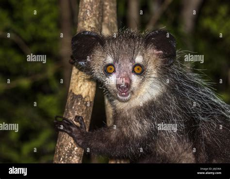 Aye-aye, nocturnal lemur of Madagascar Stock Photo - Alamy