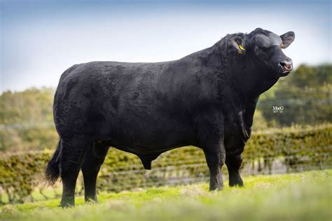 Aberdeen-Angus Cattle For Sale - Stirling - MacGregor Photography