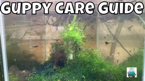 How to care for guppies. Guppy Care for Beginners – HousePetsCare.com