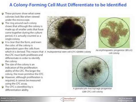 Colony-Forming Cell (CFC) or Colony-Forming Unit (CFU) Assays: The Basics - YouTube