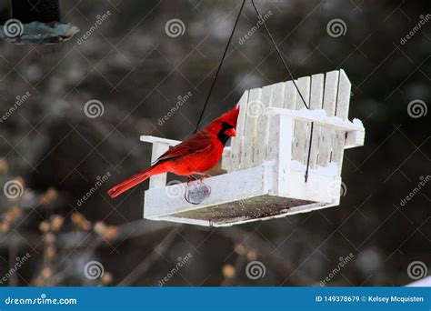 Bright Red Cardinal Bird in Winter Stock Image - Image of bright ...