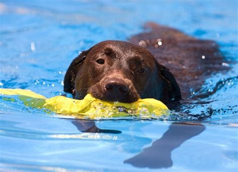 Hydrotherapy, Water Therapy, and Swimming for Dogs: Benefits, Risks, and Things to Consider | PetMD