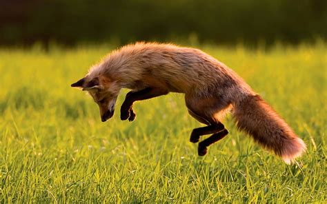 Online crop | HD wallpaper: animals, fox, jumping, grass, side view | Wallpaper Flare