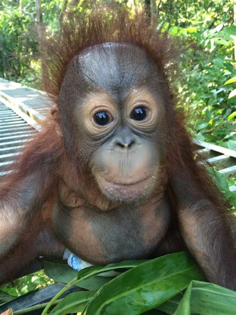 Meet Josh the Orphaned Baby Borneo Orangutan | The Great Projects