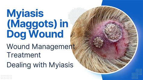 Myiasis in Dogs || Maggots in Dog Wound || Treatment of Myiasis || Vet Ibrahim || - YouTube