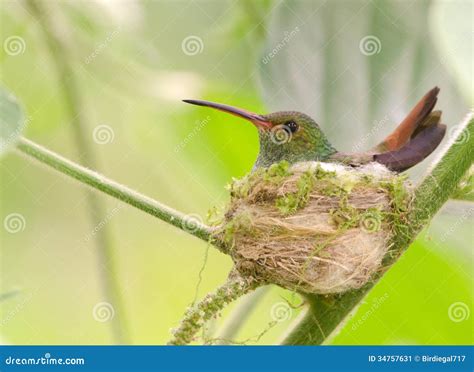 Rufous-tailed Hummingbird On Nest Stock Image - Image: 34757631