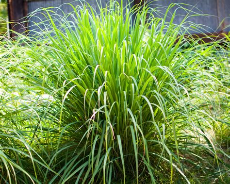 10 Reasons To Grow Lemongrass No Matter Where You Live