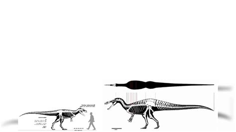 Suchomimus And Neovenator Size Comparison - YouTube