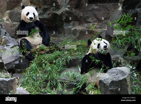 Beijing, China. 14th July, 2017. Giant pandas eat bamboo in Hangzhou ...