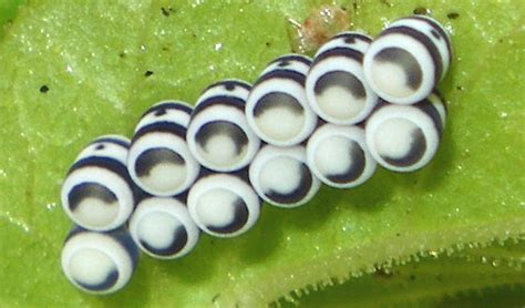 Harlequin Bug Eggs - Murgantia histrionica - BugGuide.Net