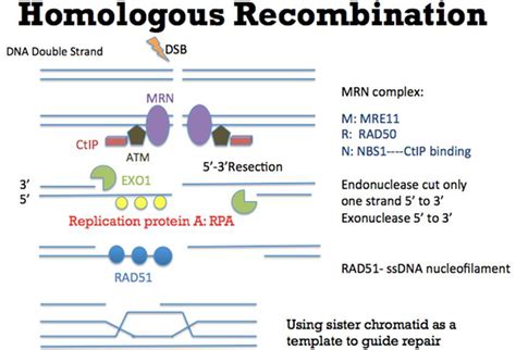 | Mechanism of Homologous Recombination (HR). As an error-free pathway ...