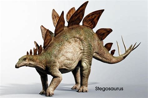 Stegosaurus | Dinosaur pictures, Jurassic world wallpaper, Dinosaur images