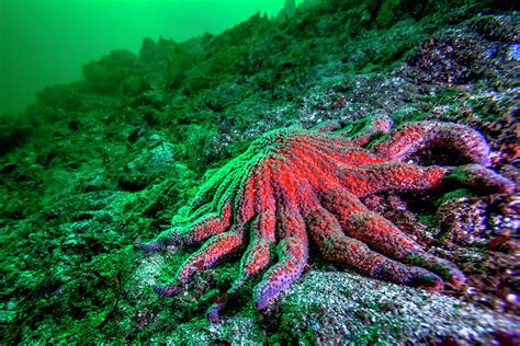 Large Red Sunflower Starfish Photograph by James White