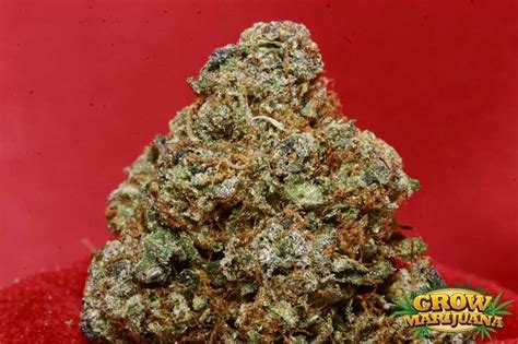 Fire OG Seeds - Strain Review | Grow-Marijuana.com