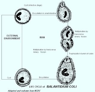 Balantidium Coli Balantidiasis | NaturalGreen