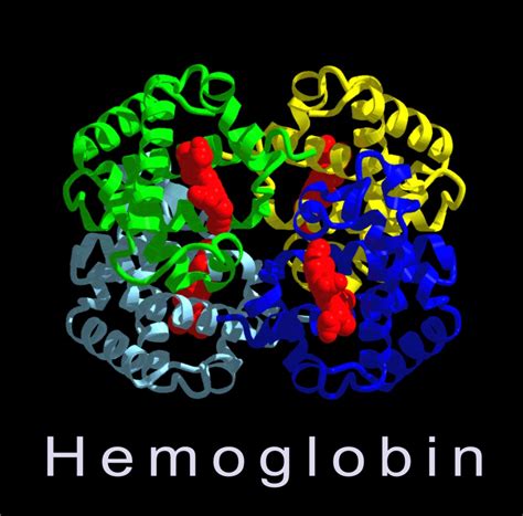 Hemoglobin Molecule Structure - Richard William Nelson