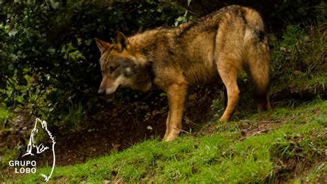 The Iberian wolf: how to protect a misunderstood species ...