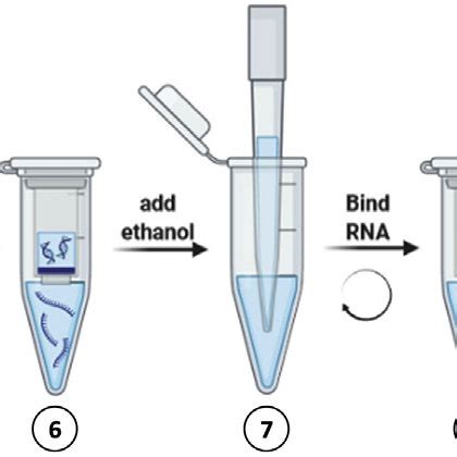 Exemplary pictures of PCR purification steps with AMPure XP beads (A-C)... | Download Scientific ...