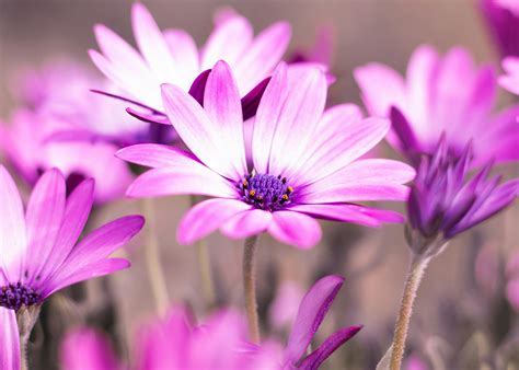 Selective Photo of Purple Daisy Flowers · Free Stock Photo