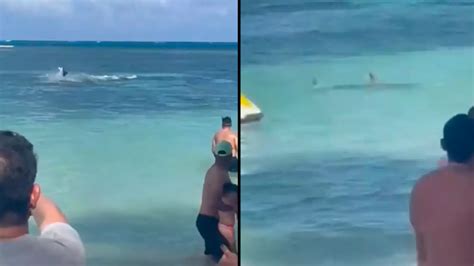 Moment terrified tourists in Caribbean flee as shark is filmed mid ...