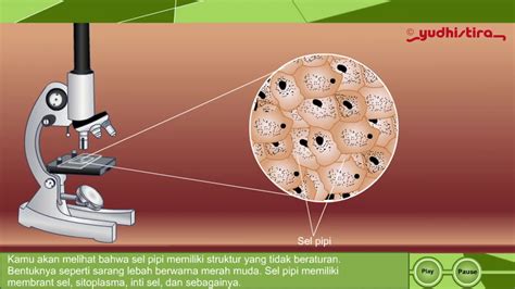 sel hewan sitoplasma - Nathan Hardacre