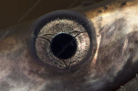 Juvenile Pacific lamprey eye - Stock Image - C041/1236 - Science Photo ...