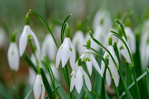 Guide To Growing Snowdrop Flowers | Family Handyman