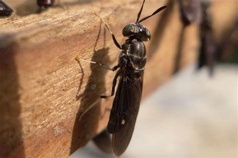 El potencial de promoción de la salud de la mosca soldado negra - All About Feed ES - Puerta a ...