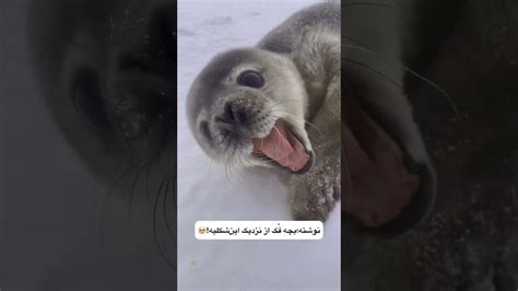 😍🦭#جالب#حیوانات#ایران#فک#یوتیوب#beautiful#love#animals#iran#seal - YouTube