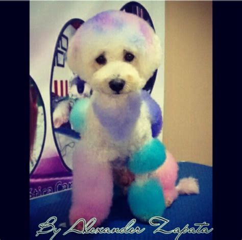 Poodle Creative Grooming | Creative grooming, Creative, Grooming