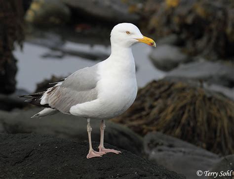 Herring Gull - Larus argentatus