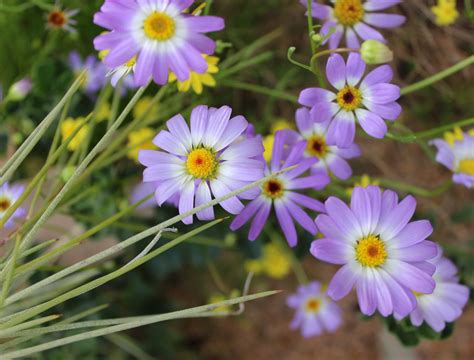 Creating and Educating: Wildflowers Western Australia