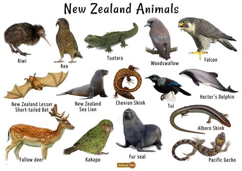 New Zealand Animals List, Conservation, Pictures | Animals, New zealand ...