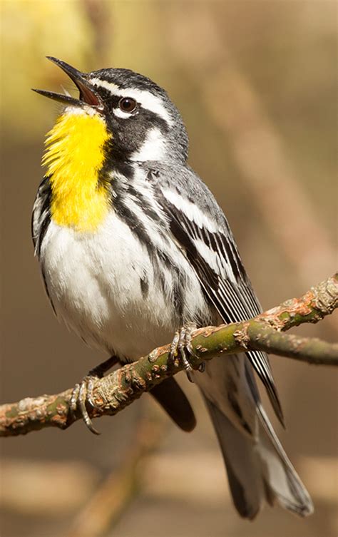 Yellow-throated Warbler : Minnesota Breeding Bird Atlas