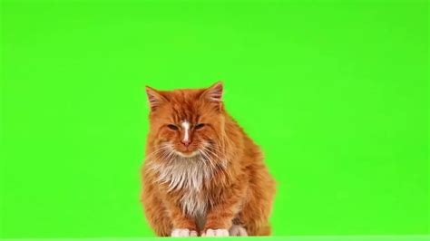 12+ Cat Green Screen Video Free Download » GREEN•SCREEN•EFFECTS