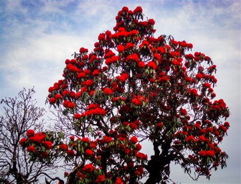 Rhodenderon: the National Flower of Nepal Stock Image - Image of leaf ...