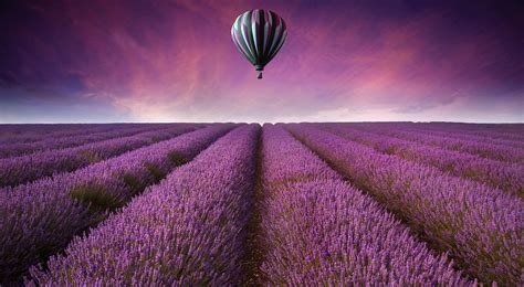 Lavender Color Wallpaper (56+ pictures)