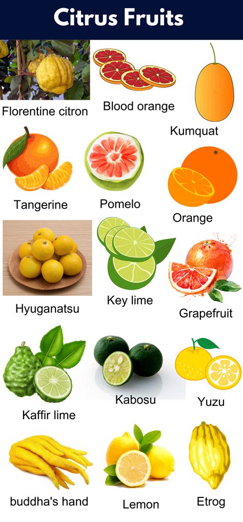 List of All Citrus Fruits | Citrus Fruits Name With Pictures - GrammarVocab