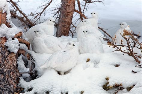 Ptarmigan in Winter | BirdNote