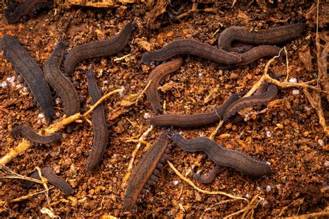 For the love of velvet worms | New Zealand Geographic