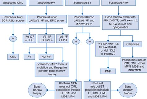 34: Myeloproliferative Disorders | Basicmedical Key