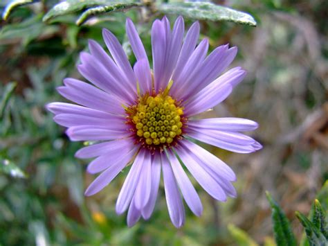 (Asteraceae) image 58790 at PhytoImages.siu.edu