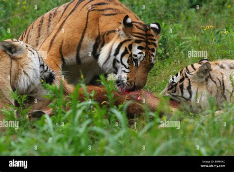 Tigers eating the carcass of a cattle, Hengdaohezi Siberian Tiger Park, Hailin, Mudanjiang ...