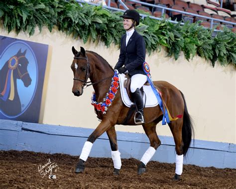 American Morgan Horse Association – Dressage