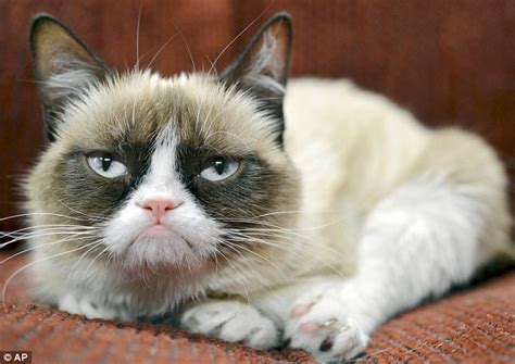 15 Ugliest Cats Of All Time That Will Make You Thankful For Yours