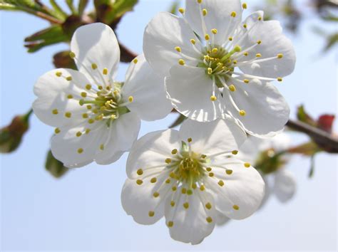 Prunus domestica L. | Plants of the World Online | Kew Science