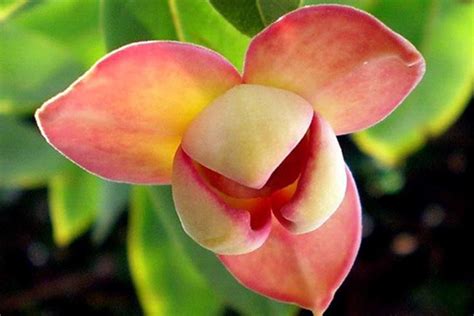 National Flower of Cambodia - Indochina Tours