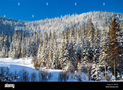 Snow covered boreal forest in Laurentides park Quebec Stock Photo - Alamy