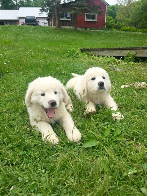 Maremma Sheepdog - Temperament, Lifespan, Shedding, Puppy