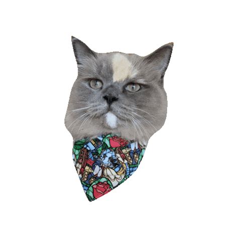 Ragdoll Cat Sticker by Geekster Pets for iOS & Android | GIPHY